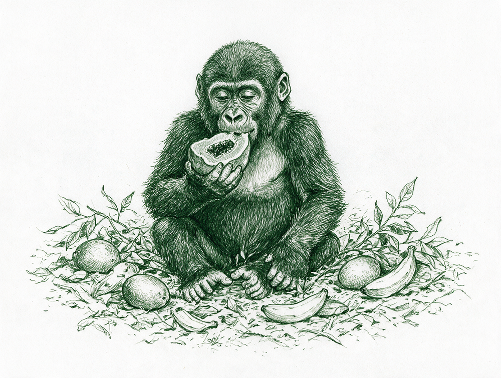 Croquis d’un jeune gorille mangeant des fruits