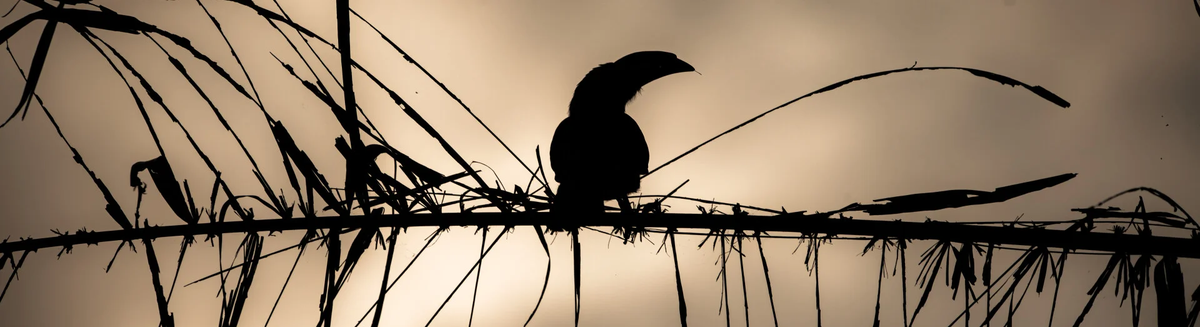 Calao en silhouette