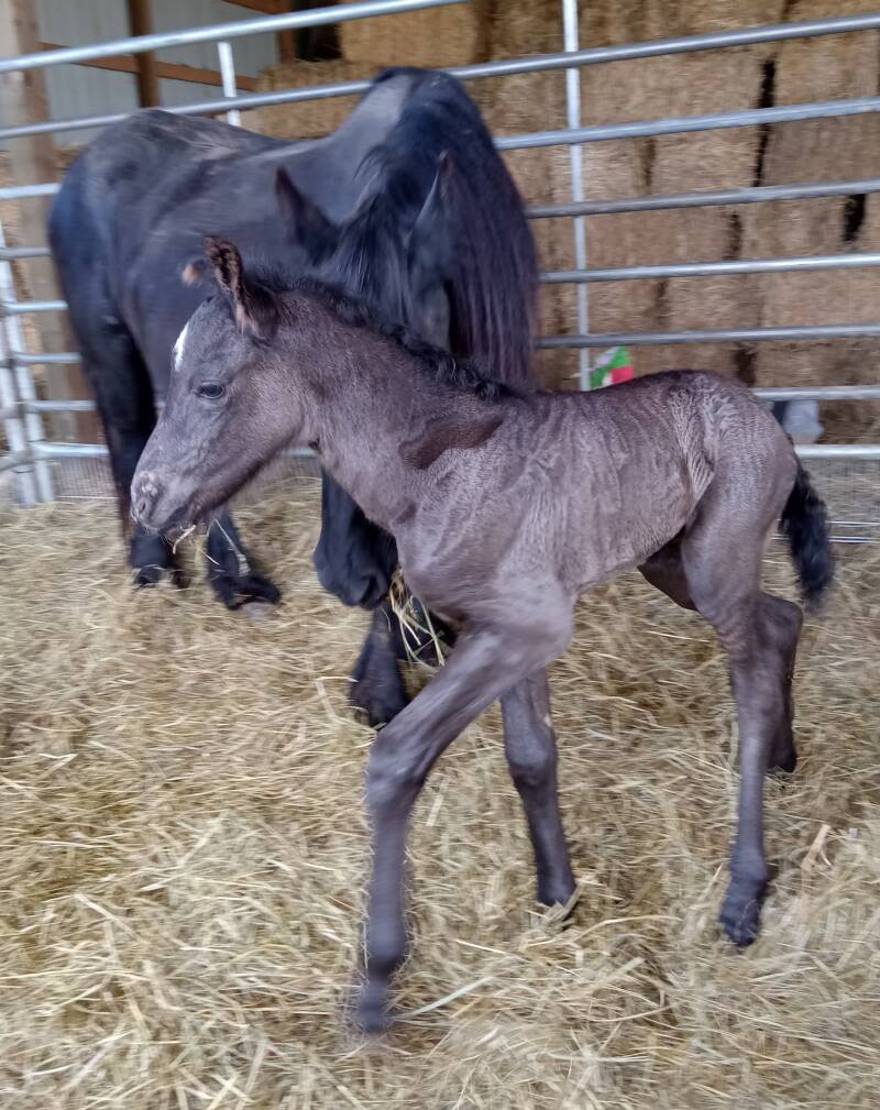 friesian filly foals for sale sable ranch chrome white markings