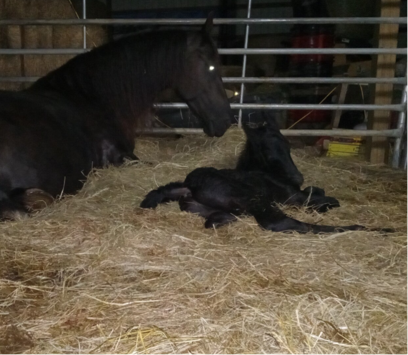 Friesian foal for sale at sable ranch filly colt KFPS FHH Friesian Heritage FHANA