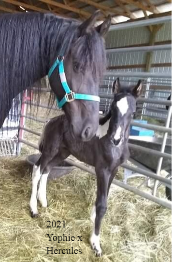 gypsian filly gypsy friesian cross foal sable ranch for sale colt