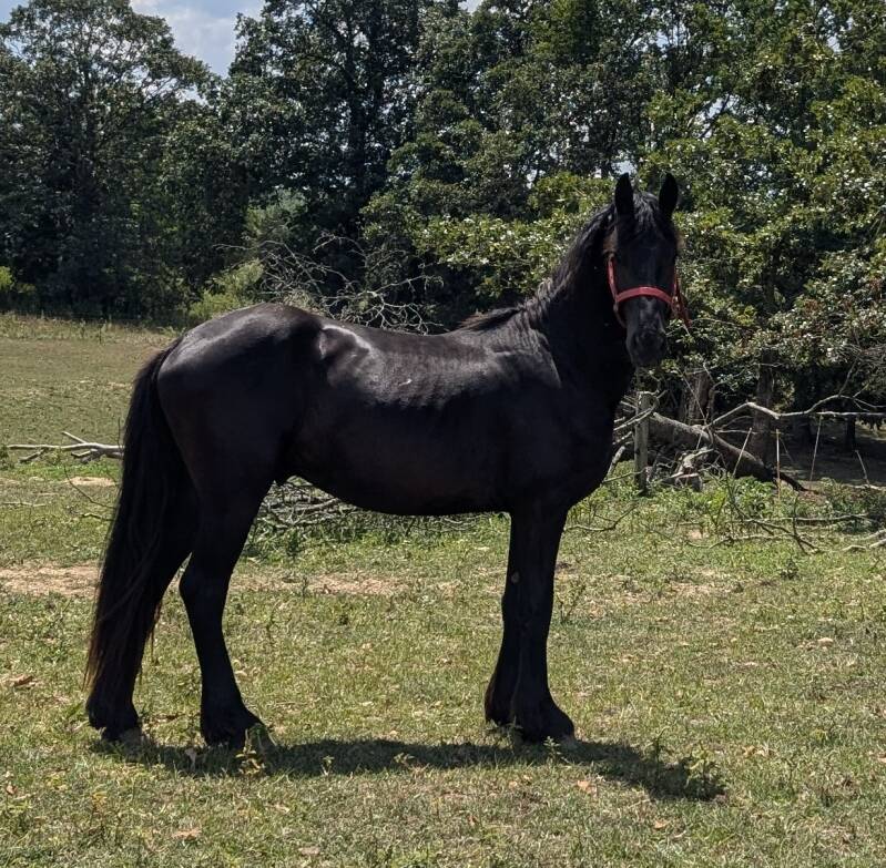 Friesian foal for sale at sable ranch filly colt KFPS FHH Friesian Heritage FHANA
