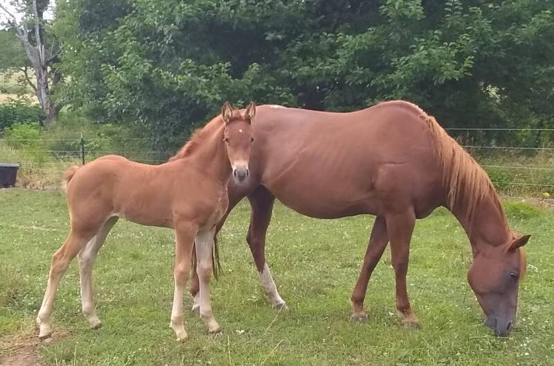 AQHAX mare for sale at sable ranch