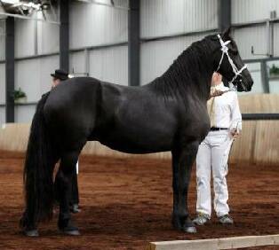 Friesian Mare for sale at sable ranch filly colt KFPS FHH Friesian Heritage FHANA Mare 