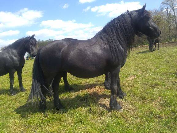 Friesian foal for sale at sable ranch filly colt KFPS FHH Friesian Heritage FHANA Friesian Mare for sale pregnant mare