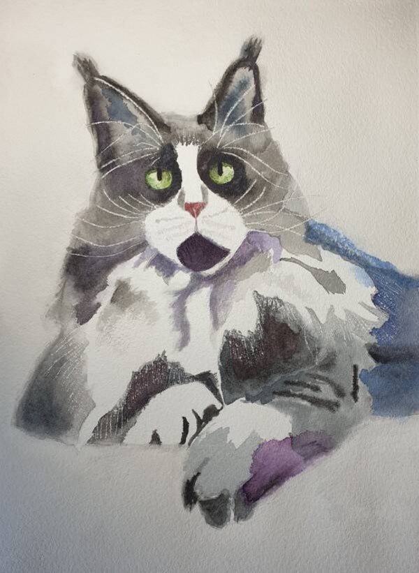Maine Coon