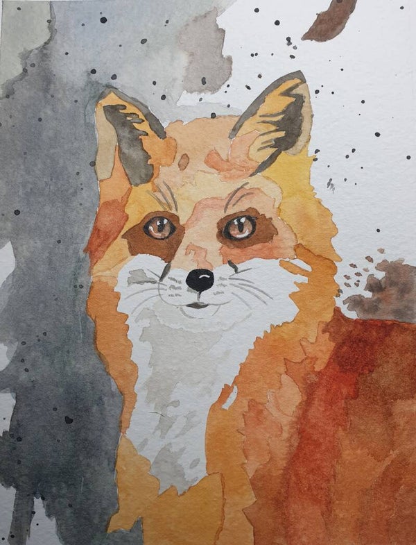 Renard à la poitrine blanche