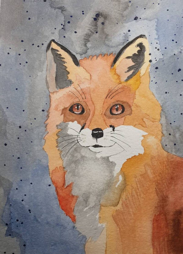 Renard à la poitrine grise