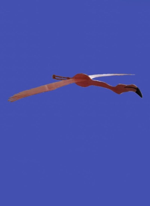Flamingo