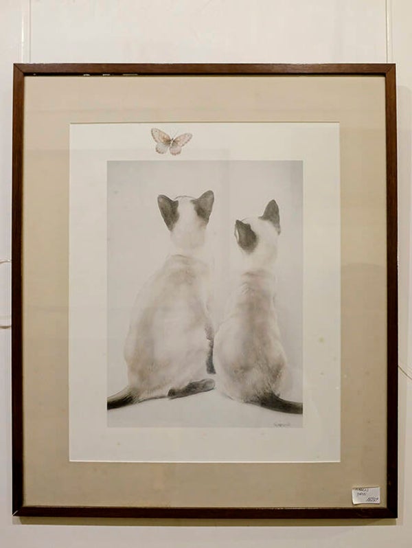 Dos gatos siameses observando una mariposa