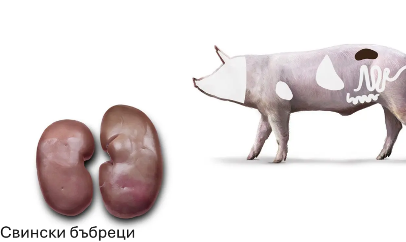 03_schwein_niere-standard.png