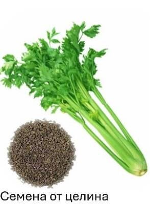 celery-seed-oil-standard-qudr9a.jpg