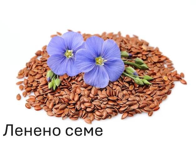 flax-seeds-with-flowers_183352-3439-standard-zjnmkr.jpg