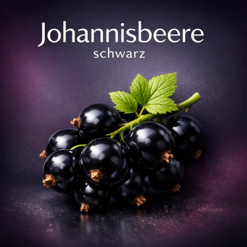 johannisbeere-schwarz-standard.png