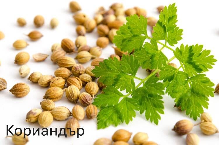 koriander-750x497-standard-smz0sj.jpg
