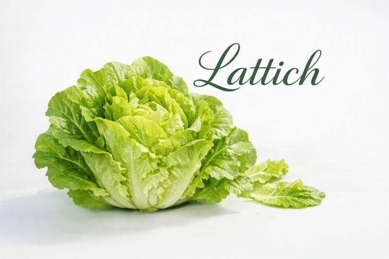 lattich-standard.jpg