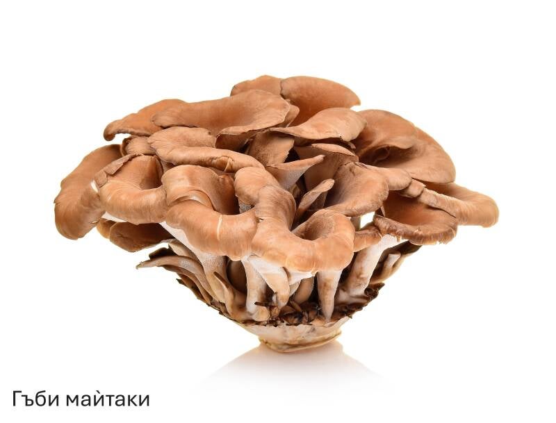 maitake-pilz-standard-6vwi3v.jpg
