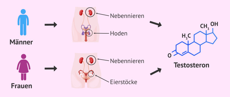 Тестостерон