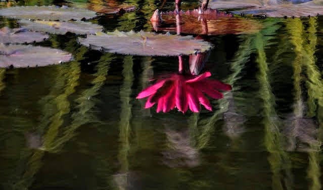reflection of dark pink lily garden pond
