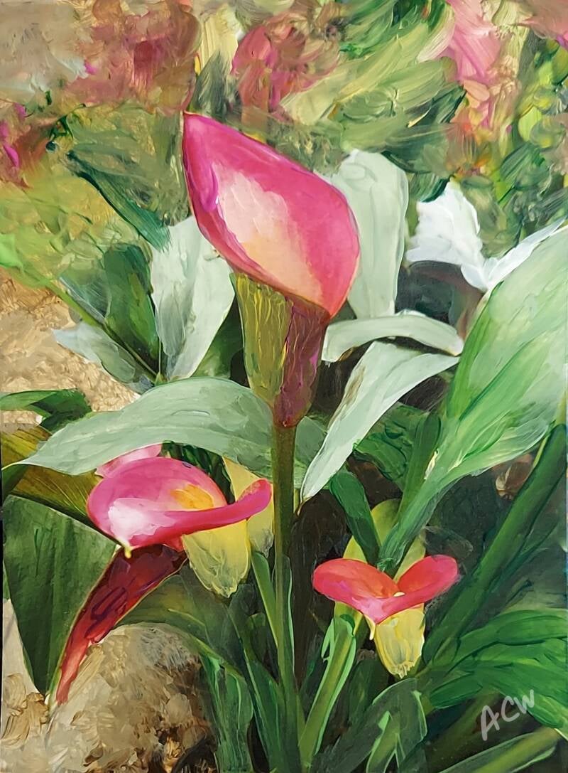 pink flowers Cali Lilies