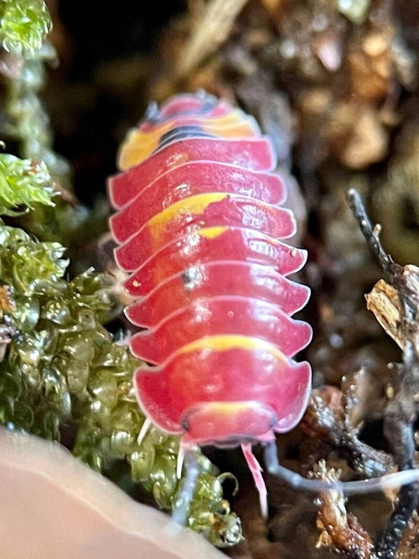 MERULANELLA SCARLET