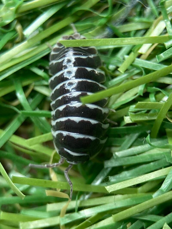 ARMADILLIDIUM MACULATUM ZEBRA