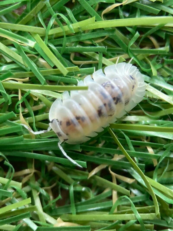 NESODILLO SHIRO UTSURI