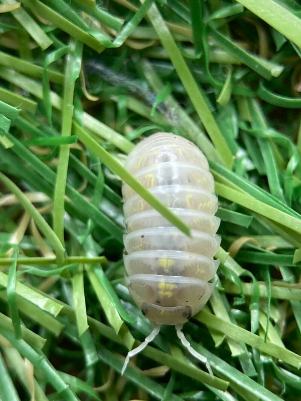 ARMADILLIDIUM MAGIC POTION