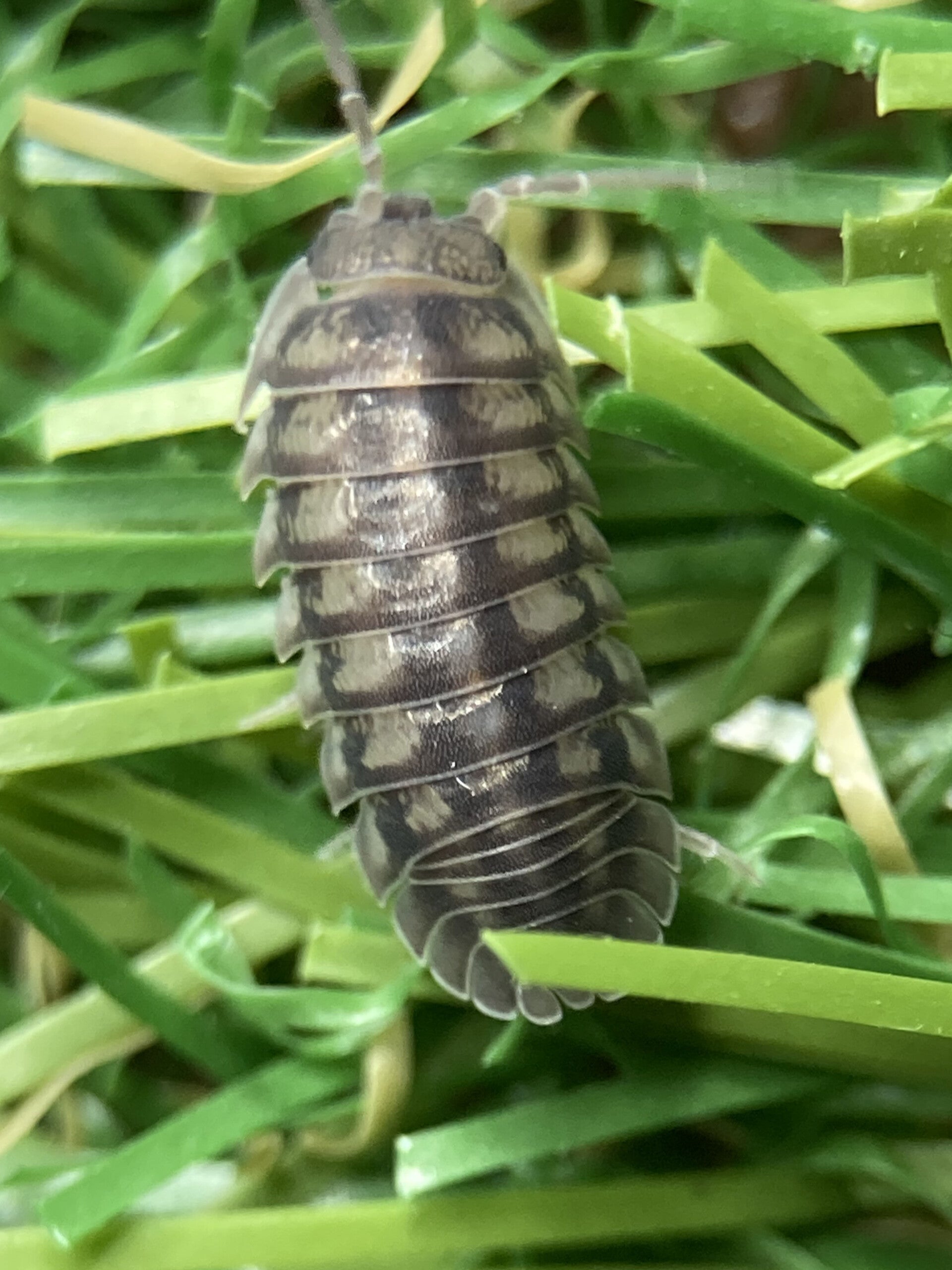 ARMADILLIDIUM NASATUM - BUDDE LUND