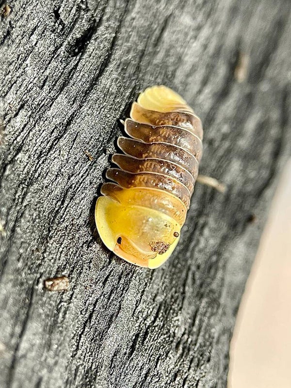 CUBARIS RUBBER DUCKY