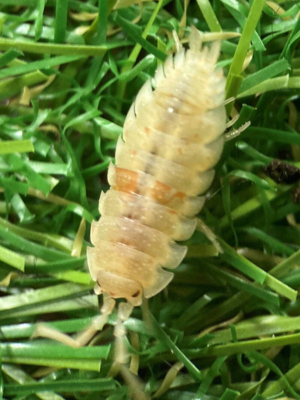 PORCELLIO DALMATIAN ORANGE