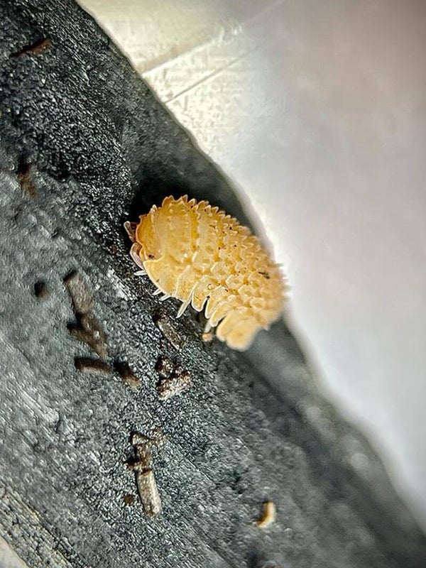 CRISTARMADILLIDIUM MURICATUM