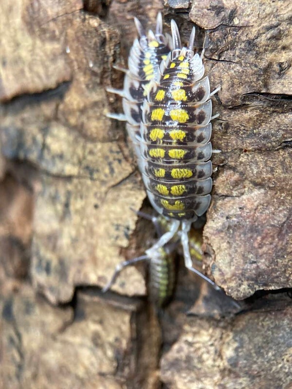 PORCELLIO HAASI HIGHT YELLOW