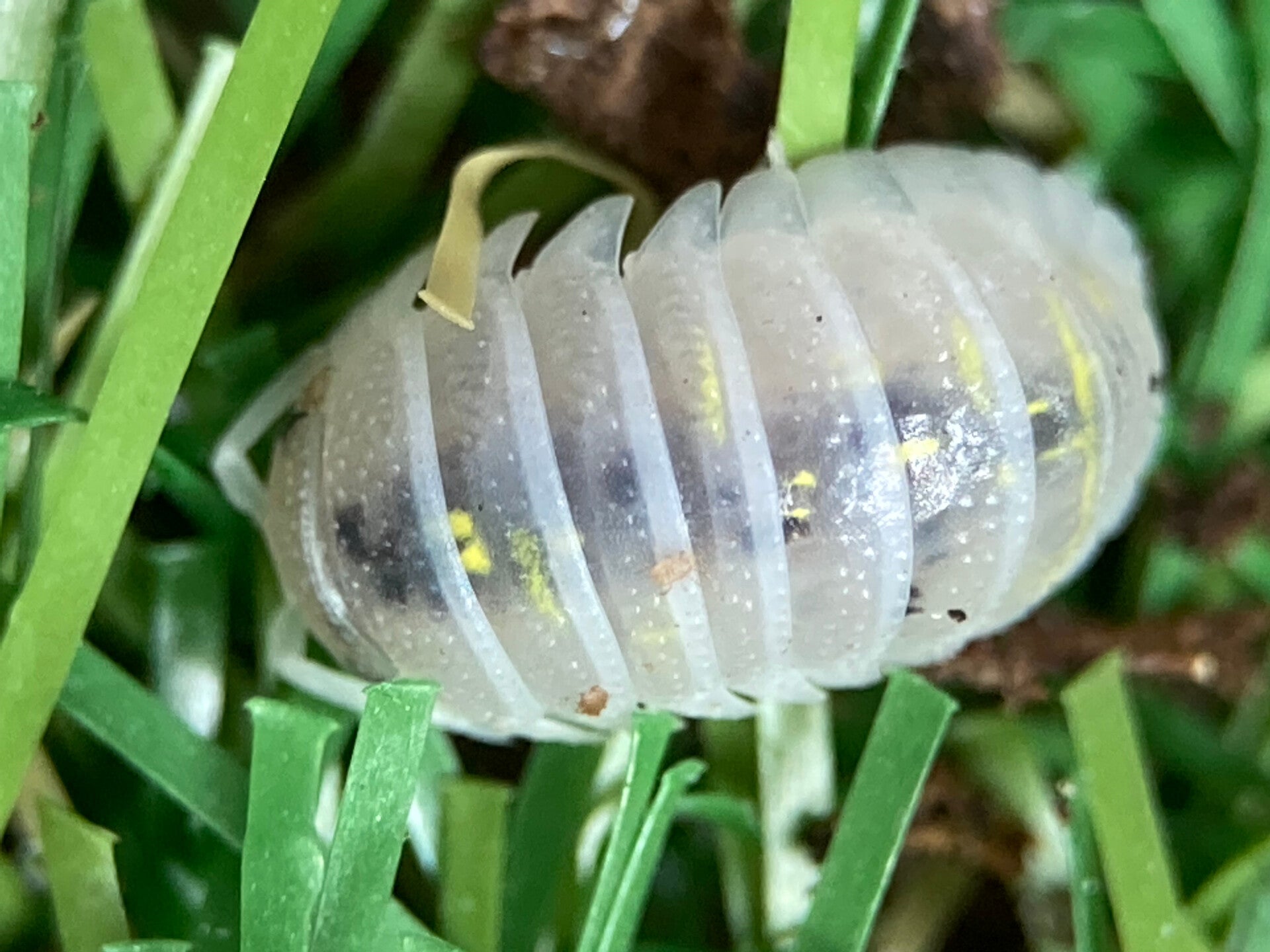 ARMADILLIDIUM GRANULATUM MAGIC POTION