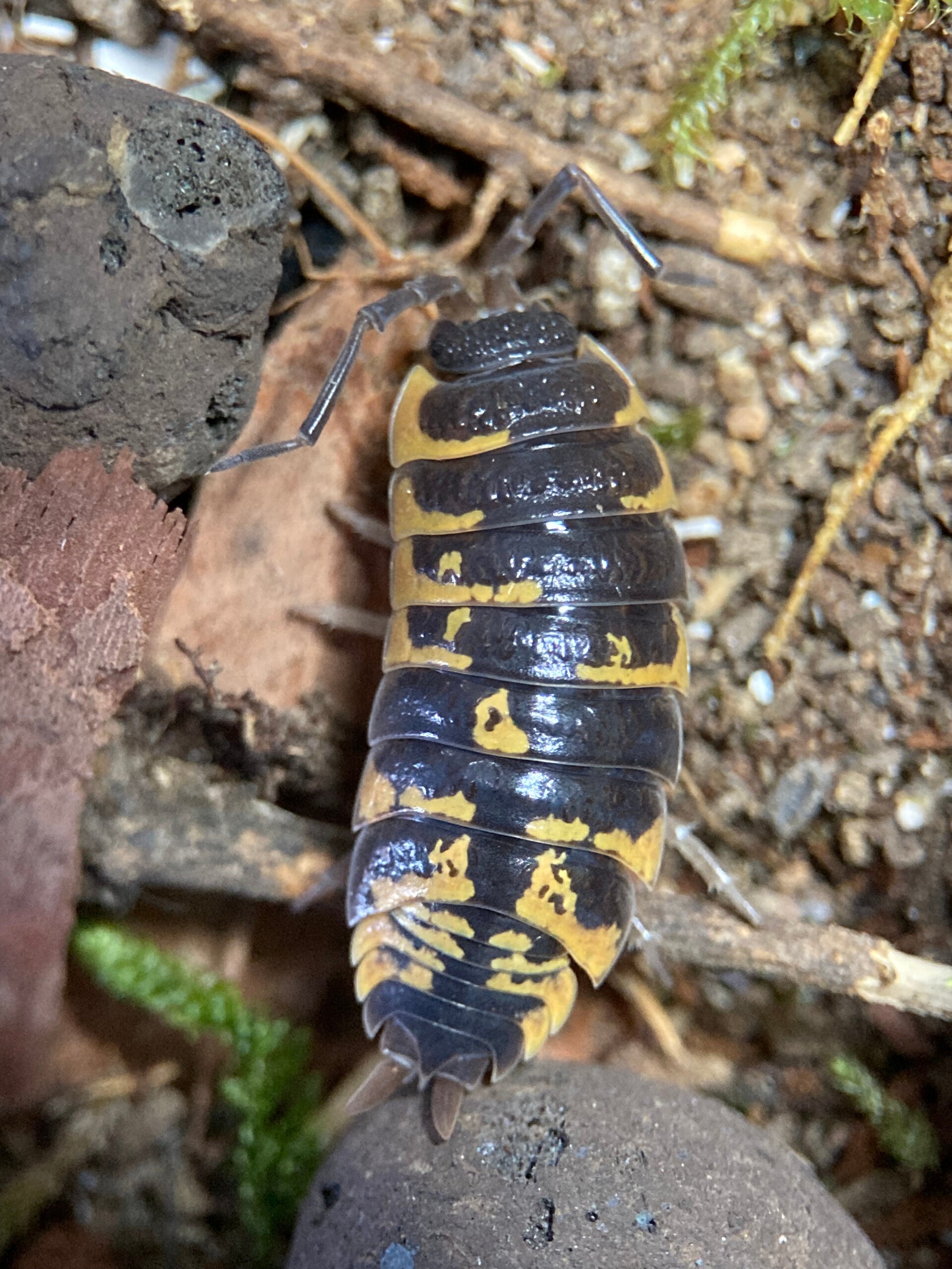 PORCELLIO ORNATUS
