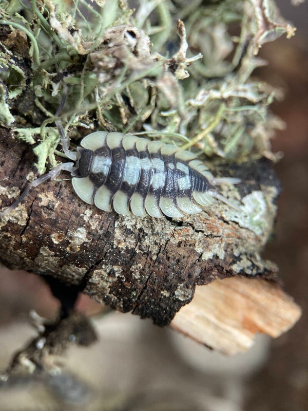 PORCELLIO EXPANSUS