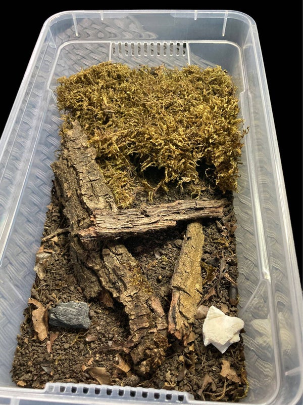 KIT DEMARRAGE + 15 PORCELLIO DAIRY COW (ou autre à la demande)