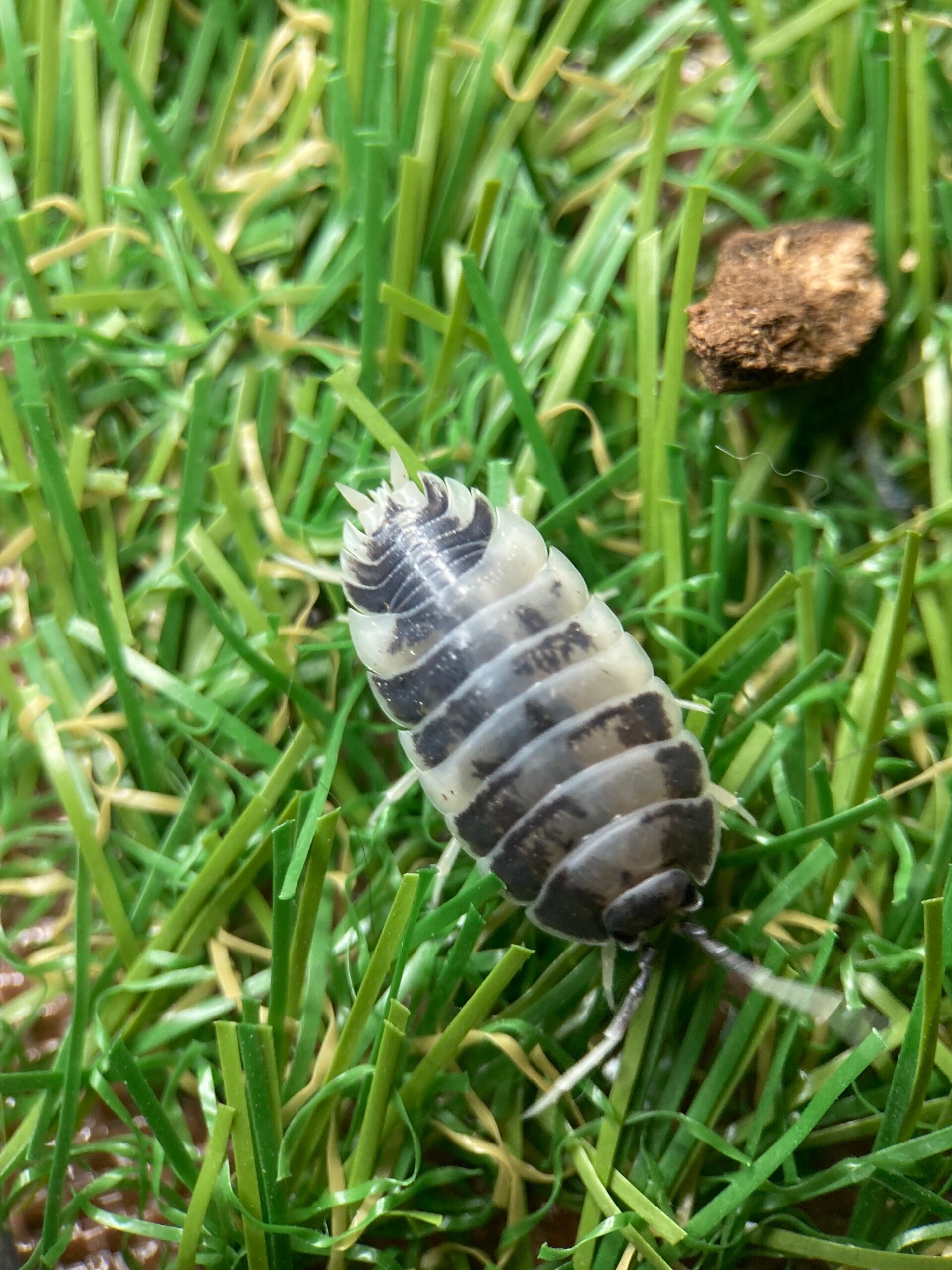 PORCELLIO LAEVIS PANDA