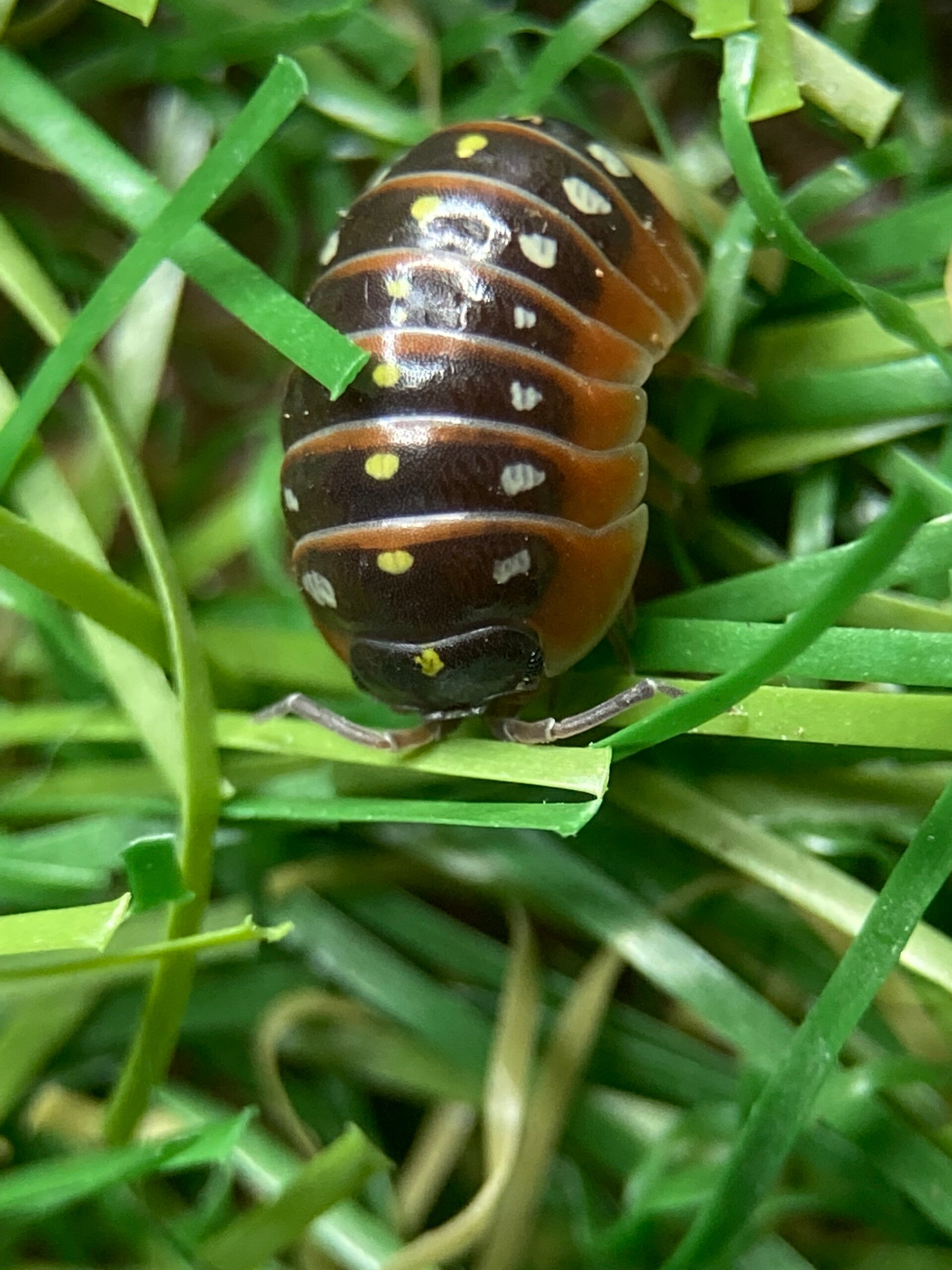 ARMADILLIDIUM KLUGII MONTENEGRO