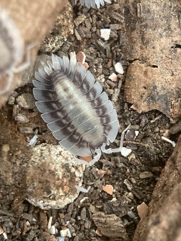 PORCELLIO WERNERI SILVERBLACK
