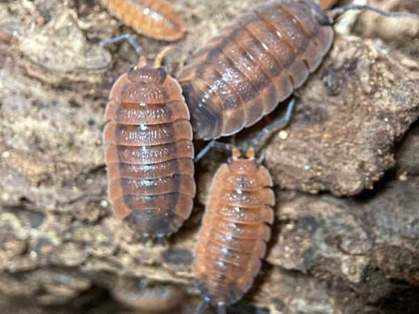 PORCELLIO SCABER LAVA