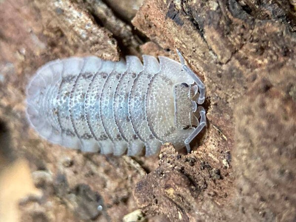 ARMADILLIDIUM PERACCAE