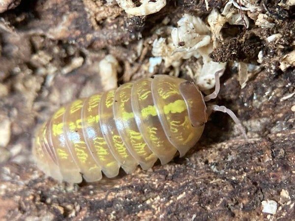 ARMADILLIDIUM VULGARE ALBINO