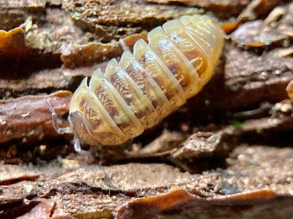 ARMADILLIDIUM SANTA LUCIA
