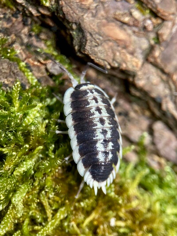 PORCELLIO FLAVOMARGINATUS
