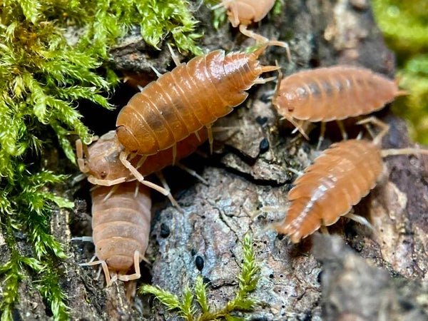 PORCELLIONIDES PRUINOSUS ORANGE