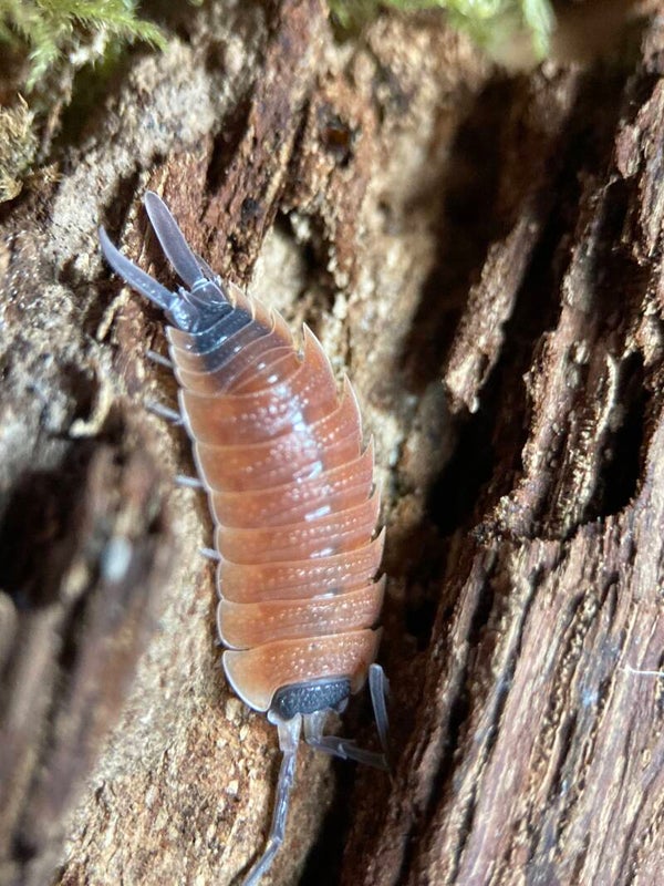 PORCELLIO SILVESTRI