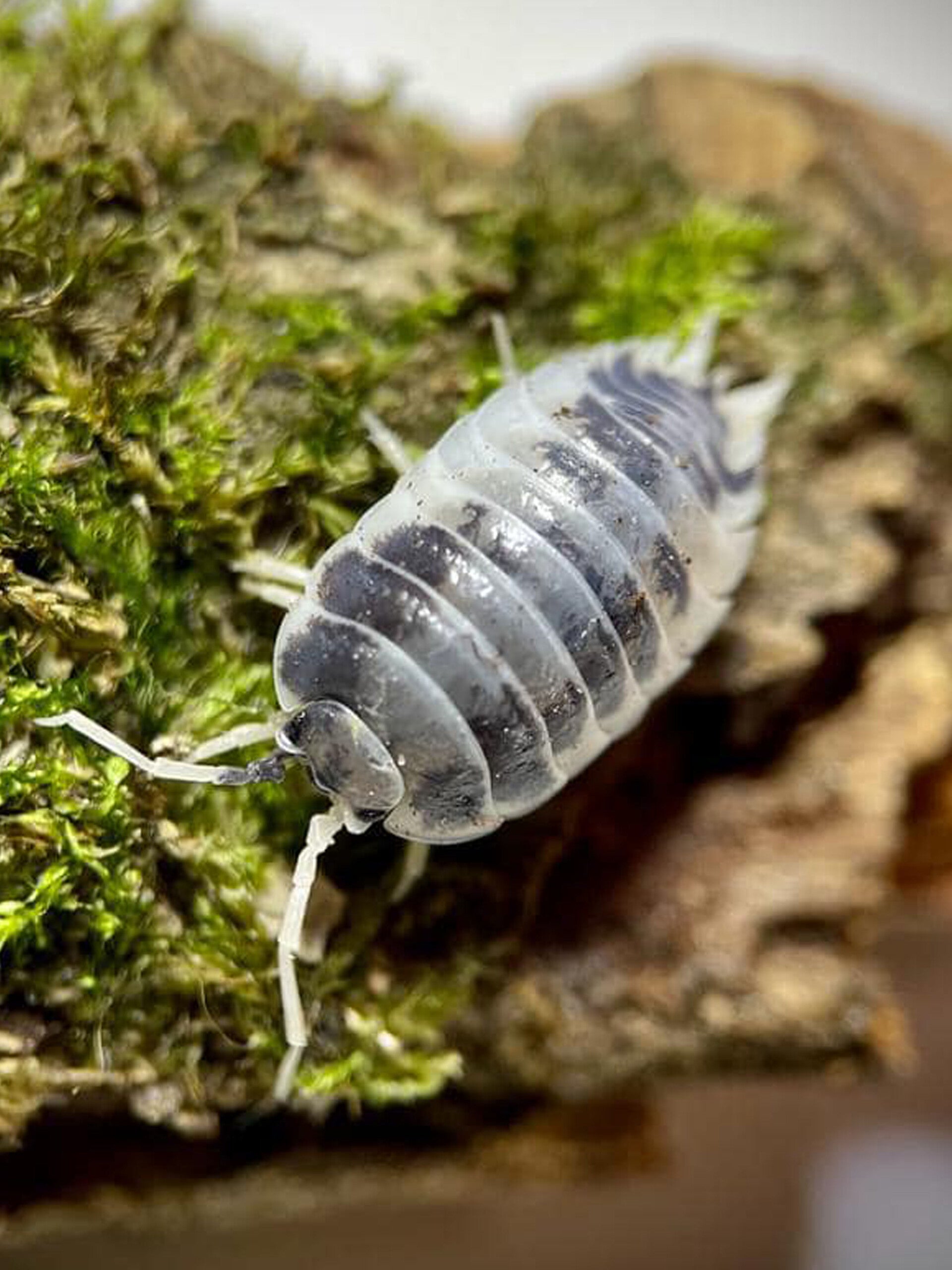 PORCELLIO DAIRY COW
