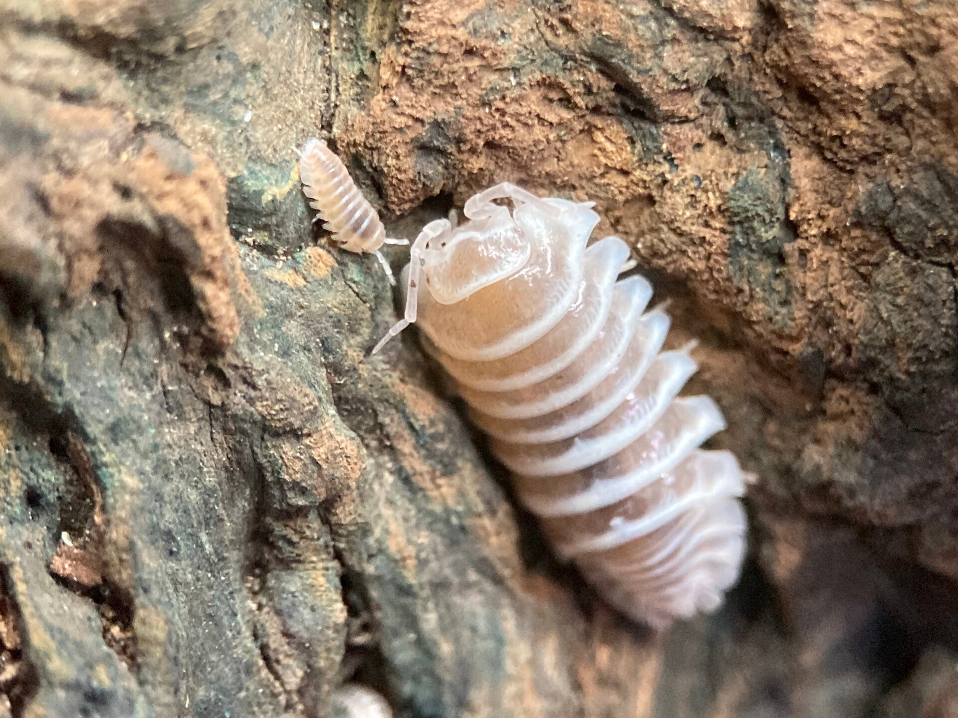 ARMADILLIDIUM MACULATUM CHOCOLAT