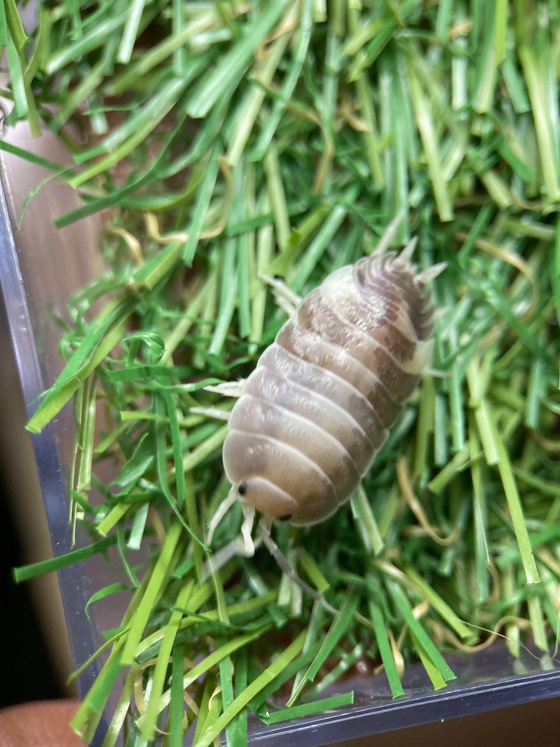 PORCELLIO LAEVIS MILK BLACK